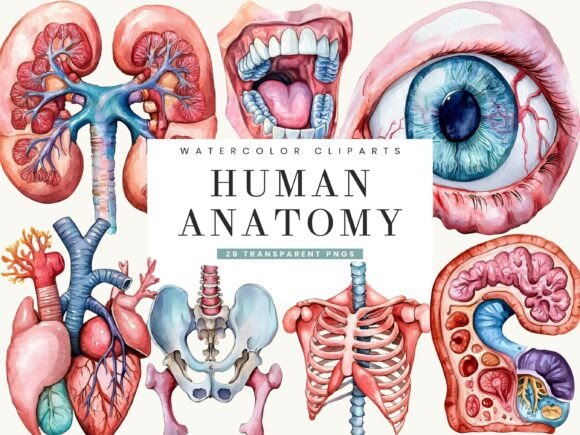 Download Watercolor Human Anatomy Clipart - Human Collection
