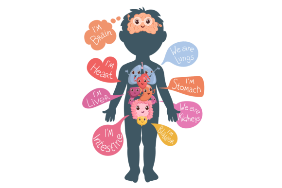 Download Internal Organs in Childish Body. Human - Human Collection