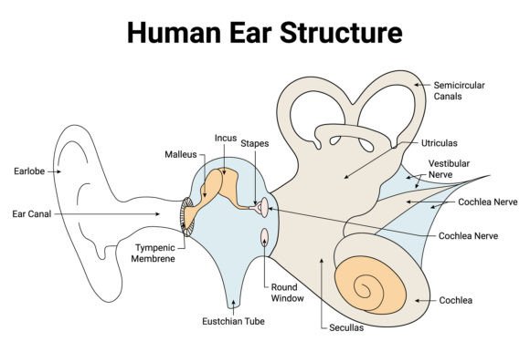 Download Human Ear Structure Science Design - Structure Collection