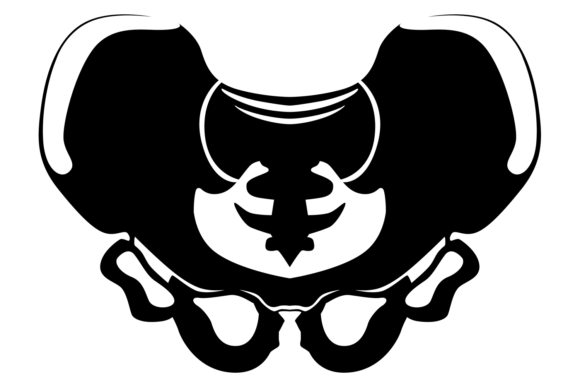Download Pelvis Bone Structure. Human Skeletal Jo - Structure Collection