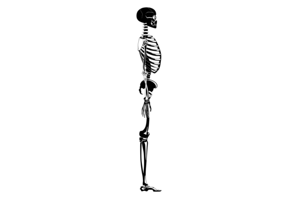 Download Human Skeleton Side View. Bone Structure - Structure Collection