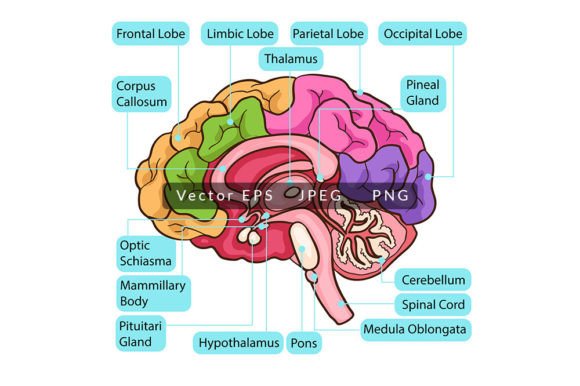 Download Human Brain Function Anatomy - Human Collection