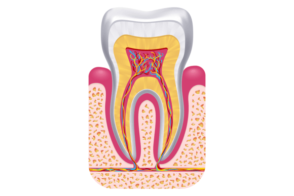 Download Tooth Anatomy. Dental Structure. Educati - Structure Collection